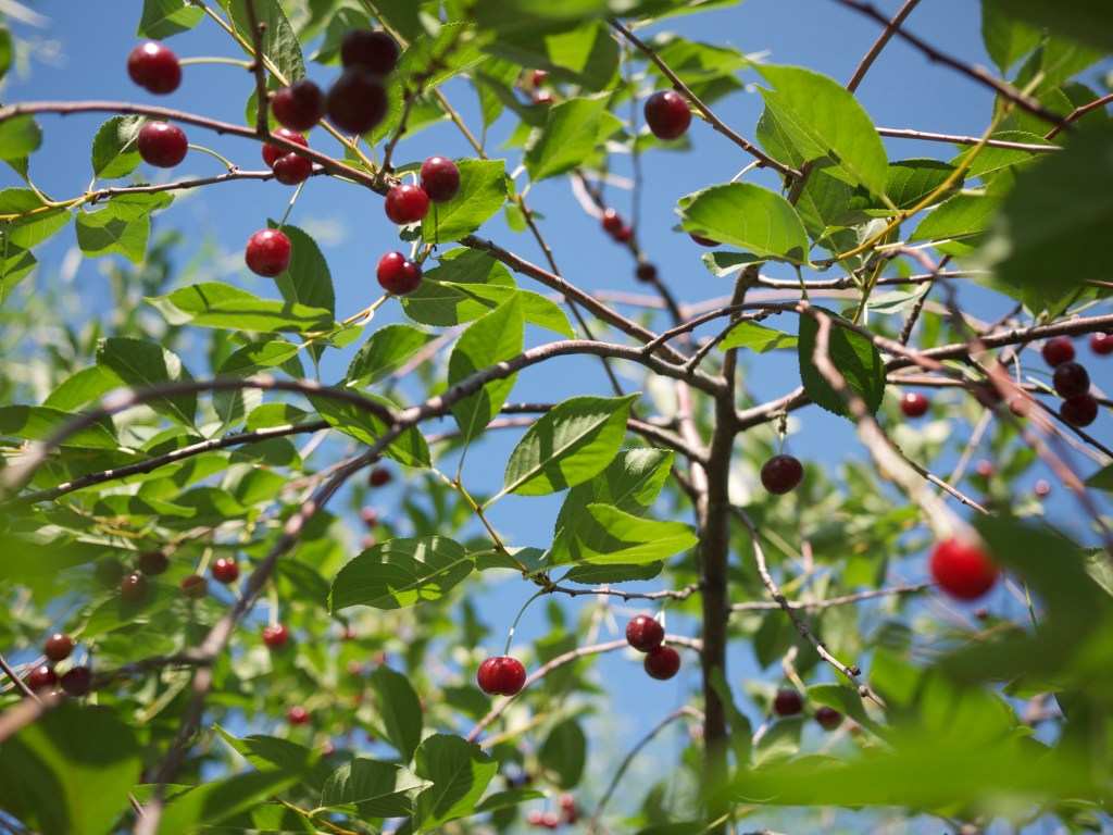 the cherry tree