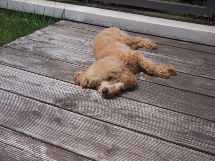 Scarlett soaking up some sun