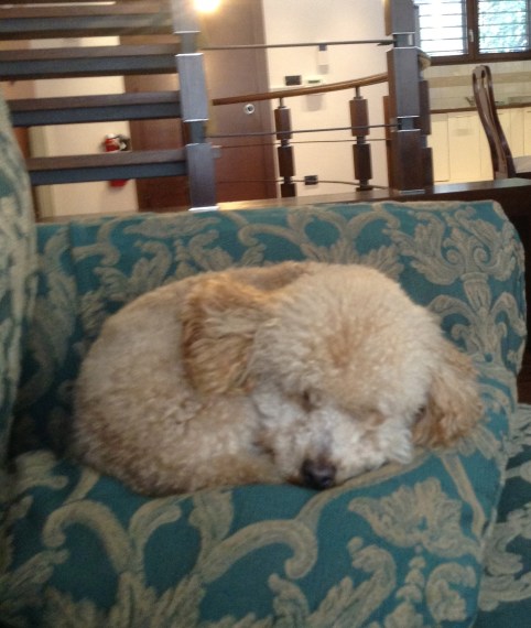 Scarlett sleeping on the offending couch, just after we first arrived