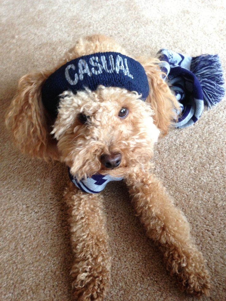 casual hoya headband