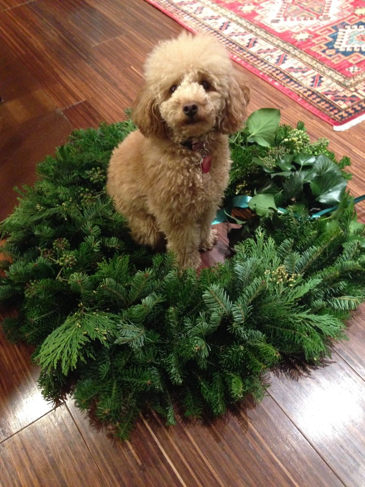 snapshot sunday: scarlett in a christmas wreath flashback for easter