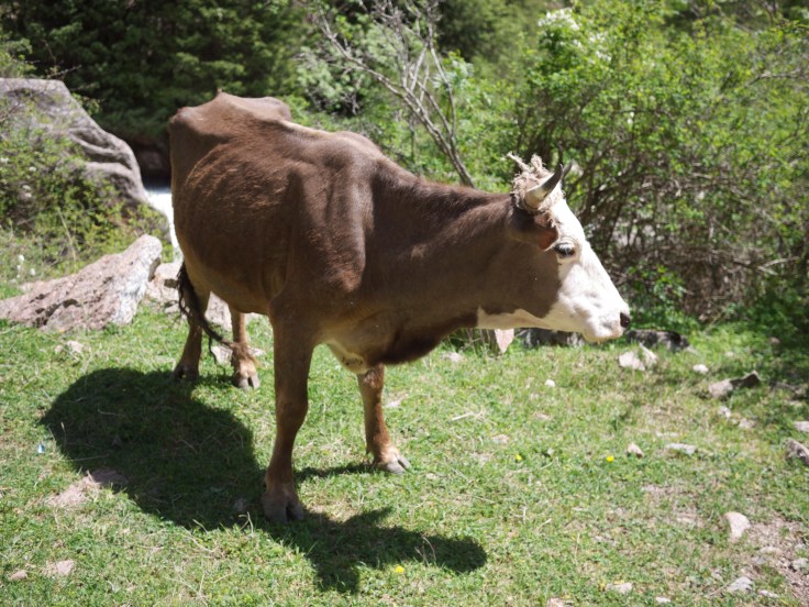 cow in kyrgyzstan